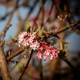 Viburnum Dawn 5