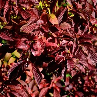 Viburnum Dawn 6