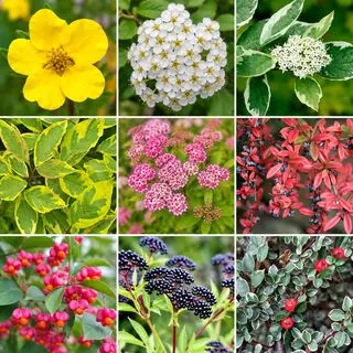 10 Shrub Website Product Image
