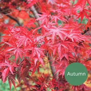 Acer p Sumi Nagashi 1