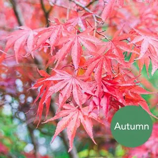 Acer p Sumi Nagashi 3