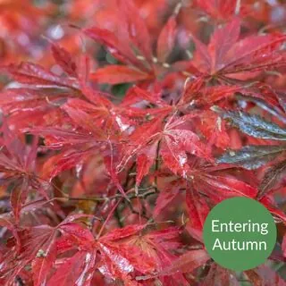 Acer p Sumi Nagashi 4