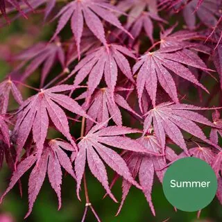 Acer p Sumi Nagashi 5