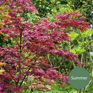 Acer p Sumi Nagashi 6