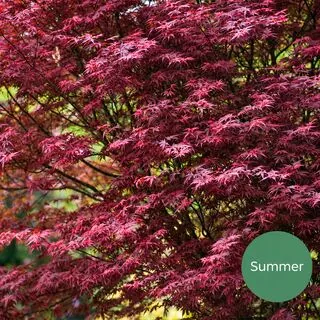 Acer p Sumi Nagashi 7