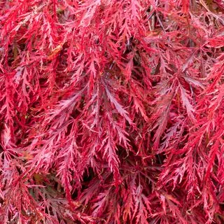 Acer p diss Garnet 2 AS