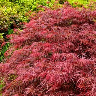 Acer p diss Garnet 3 AS