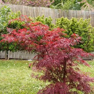 Acer p diss Garnet 4 AS