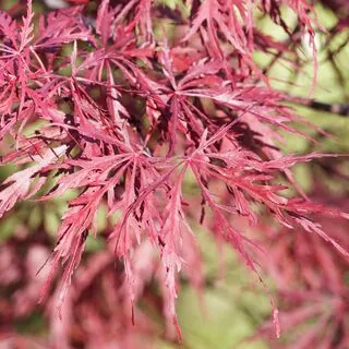 Acer p diss Garnet 5 AS