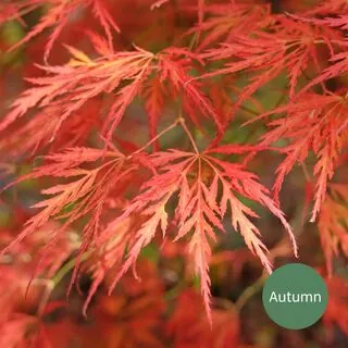Acer p diss Viridis 5a Autumn AS