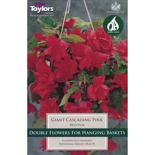 Begonia Giant Cascading Pink Taylors