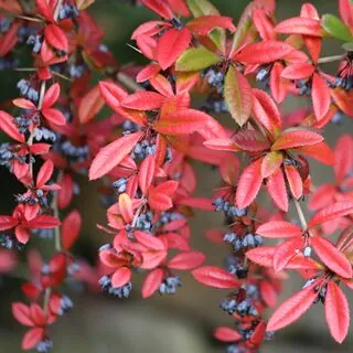 Berberis Julianae 1 AS
