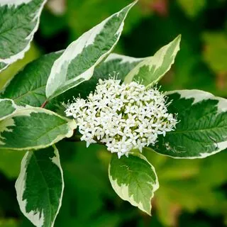 Cornus Elegantissima 1 AS