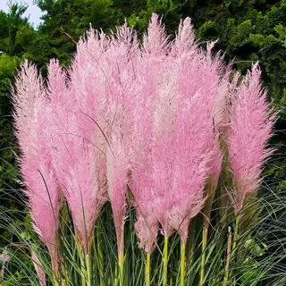 Cortaderia Pink Feather 4