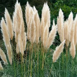 Cortaderia White Feather 1