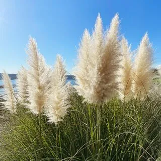 Cortaderia White Feather 2