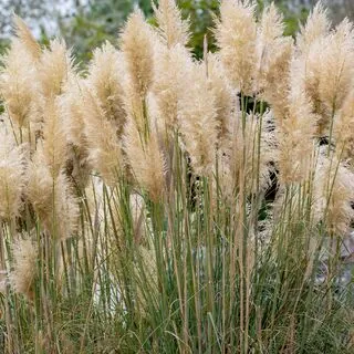 Cortaderia White Feather 3