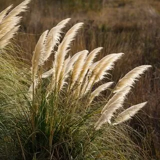 Cortaderia White Feather 4