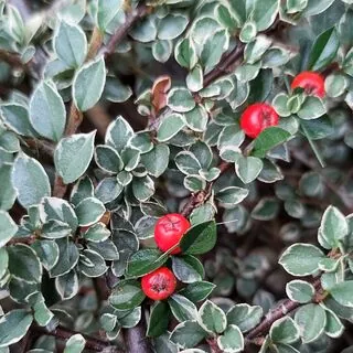 Cotoneaster Variegatus 1 AS
