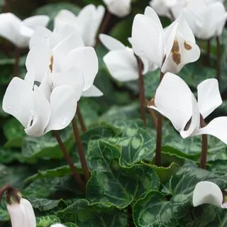 Cyclamen hederifolium White 1