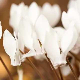 Cyclamen hederifolium White 2