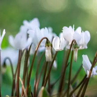Cyclamen hederifolium White 3
