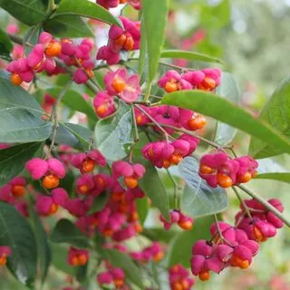 Euonymus Europaeus 1 AS