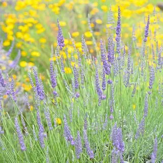 Lavender Grosso 2