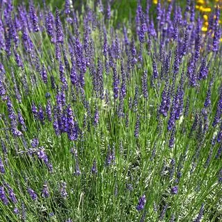Lavender Grosso 3