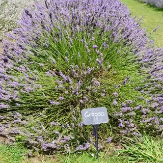 Lavender Grosso 4