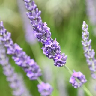 Lavender Grosso 5