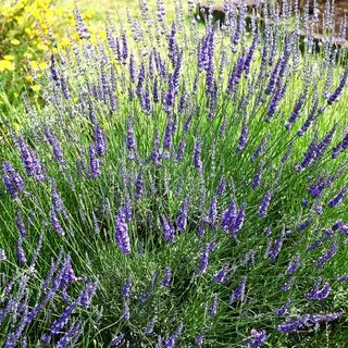 Lavender Grosso 6