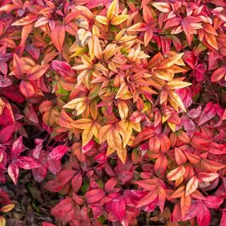 Nandina Blush Pink 1 AS