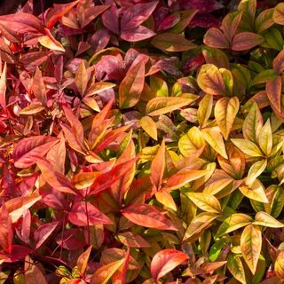 Nandina Blush Pink 2 AS