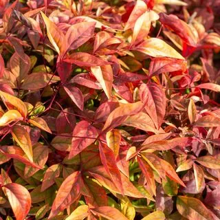 Nandina Blush Pink 4 AS
