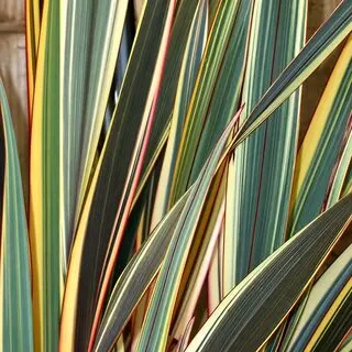 Phormium Alison Blackman