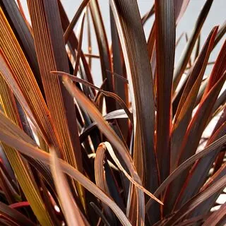 Phormium Back in Black