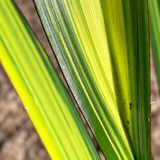 Phormium Golden Sword Close Up