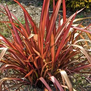 Phormium Pink Panther