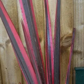 Phormium Sundowner