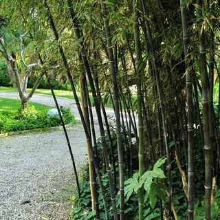 Phyllostachys Nigra 4