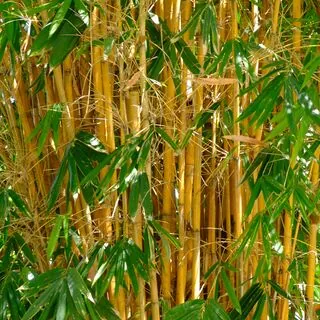 Phyllostachys aurea 2