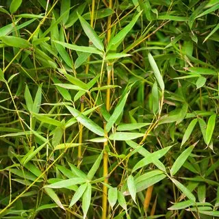 Phyllostachys aurea 6