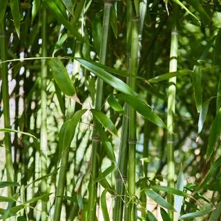 Phyllostachys aurea 8
