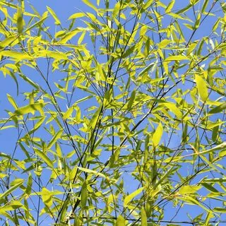 Phyllostachys aurea 9