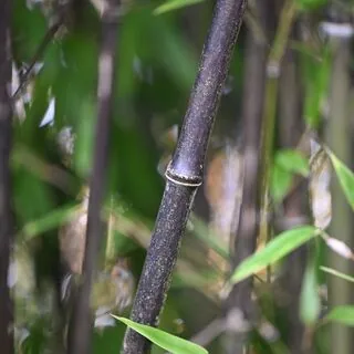 Phyllostachys Nigra 5