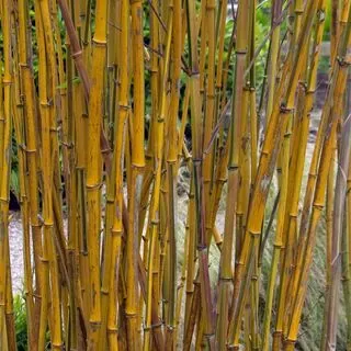 Phyllostachys spectabilis 3