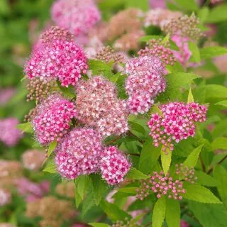 Spiraea Goldmound 1 AS