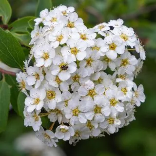 Spiraea Vanhouttei 1 AS