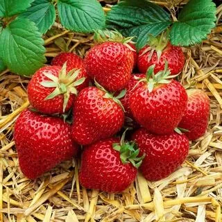 Strawberry Albion 2